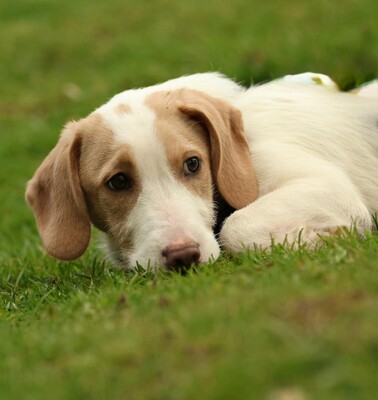 Ancho, mischling Welpen - Rüde