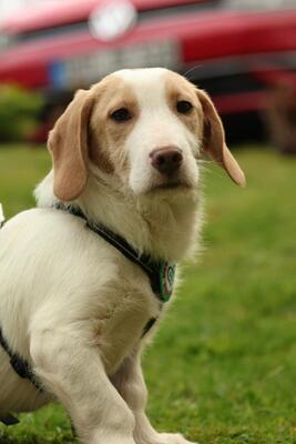 Ancho, mischling Welpen - Rüde