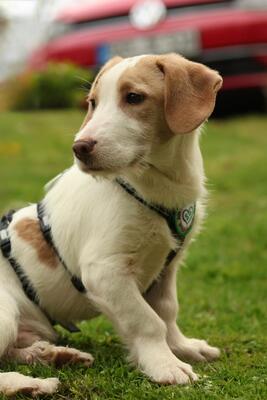 Ancho, mischling Welpen - Rüde