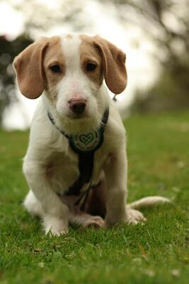 Ancho, mischling Welpen - Rüde