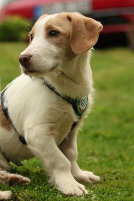 Ancho, mischling Welpen - Rüde