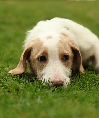 Ancho, mischling Welpen - Rüde