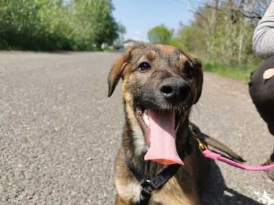 Andrea - Aufgewecktes Welpenmädchen, ca. 5 Monate, Mischling Welpen - Hündin