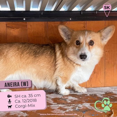😍 Aneira (w), 5 Jahre, 35 cm, Slowakei, Corgi-Mix - Hündin