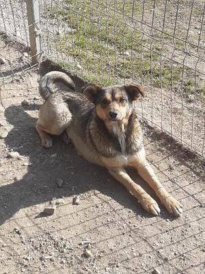 Anela, Mischling - Hündin