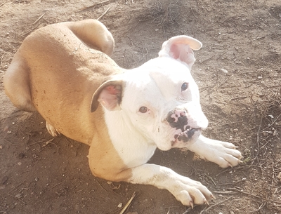 Angel, American Bulldog - Hündin
