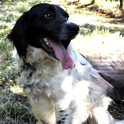 Angel /Reserviert, Setter-/Spaniel-Mischling - Hündin