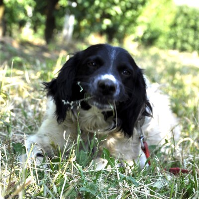 Angel /Reserviert, Setter-/Spaniel-Mischling - Hündin