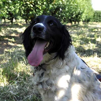 Angel /Reserviert, Setter-/Spaniel-Mischling - Hündin