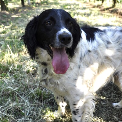 Angel /Reserviert, Setter-/Spaniel-Mischling - Hündin