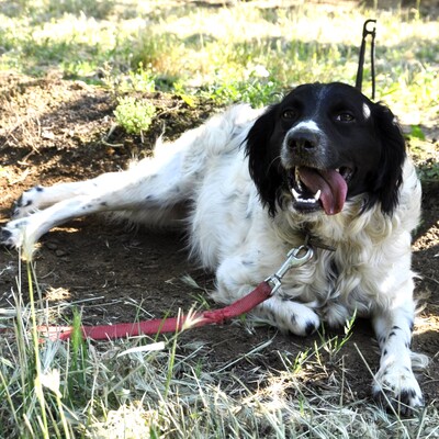 Angel /Reserviert, Setter-/Spaniel-Mischling - Hündin