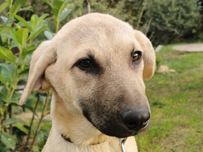 Angel, Welpen - Hündin