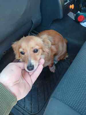 🐾 Angel, jung, sanft und voller Liebe sucht ihr Für-immer-Zuhause 🐾, Mischling - Hündin