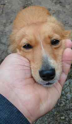 🐾 Angel, jung, sanft und voller Liebe sucht ihr Für-immer-Zuhause 🐾, Mischling - Hündin