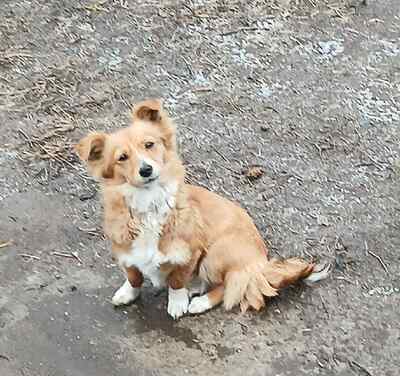 🐾 Angel, jung, sanft und voller Liebe sucht ihr Für-immer-Zuhause 🐾, Mischling - Hündin