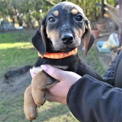 💗💥Angel zuckersüße Welpin 💕💖, Mischlingswelpin Welpen - Hündin