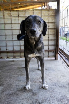 🐾 Angelika – eine tapfere Seele mit leuchtenden Augen 🐾, Mischling - Hündin