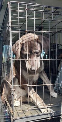 🐾 Angelika – eine tapfere Seele mit leuchtenden Augen 🐾, Mischling - Hündin