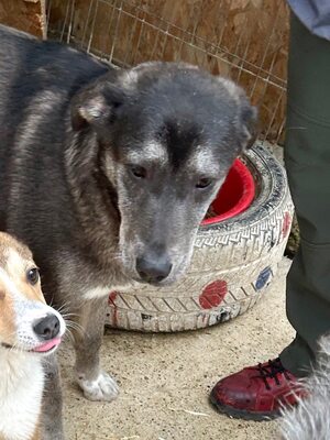 🐾 Angelika – eine tapfere Seele mit leuchtenden Augen 🐾, Mischling - Hündin