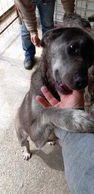 🐾 Angelika – eine tapfere Seele mit leuchtenden Augen 🐾, Mischling - Hündin