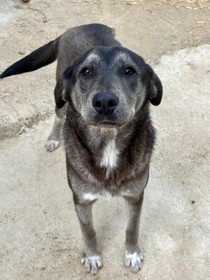 🐾 Angelika – eine tapfere Seele mit leuchtenden Augen 🐾, Mischling - Hündin