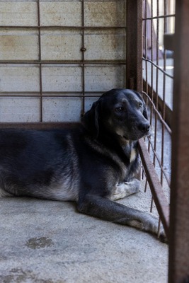 🐾 Angelika – eine tapfere Seele mit leuchtenden Augen 🐾, Mischling - Hündin