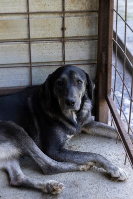 🐾 Angelika – eine tapfere Seele mit leuchtenden Augen 🐾, Mischling - Hündin