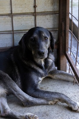 🐾 Angelika – eine tapfere Seele mit leuchtenden Augen 🐾, Mischling - Hündin