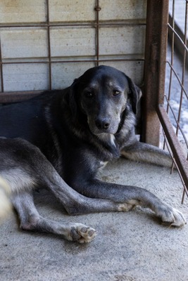 🐾 Angelika – eine tapfere Seele mit leuchtenden Augen 🐾, Mischling - Hündin