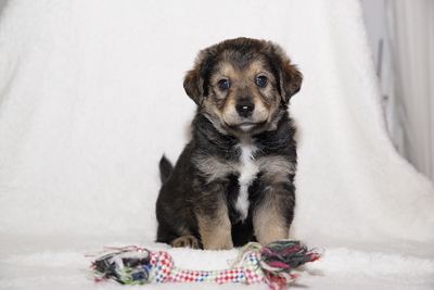 Angelo - Hübscher Welpenmann, ca. 7 Wochen, Mischling Welpen - Rüde