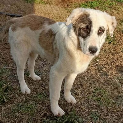 Angelo - absoluter Clown & Sonnenschein ☀️/ Reserviert, gr. Schäferhund-Mischling Welpen - Rüde