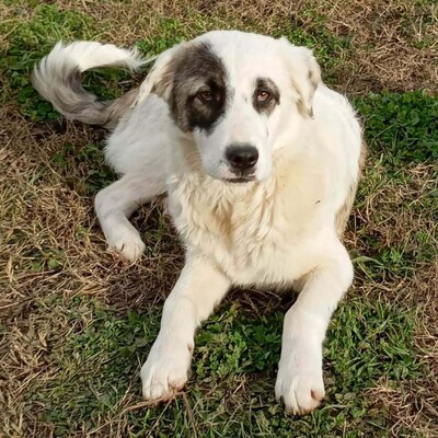 Angelo - absoluter Clown & Sonnenschein ☀️/ Reserviert, gr. Schäferhund-Mischling Welpen - Rüde