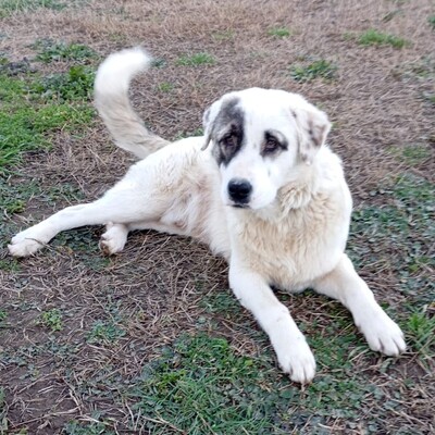 Angelo - absoluter Clown & Sonnenschein ☀️/ Reserviert, gr. Schäferhund-Mischling Welpen - Rüde