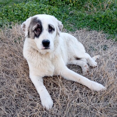 Angelo - absoluter Clown & Sonnenschein ☀️/ Reserviert, gr. Schäferhund-Mischling Welpen - Rüde