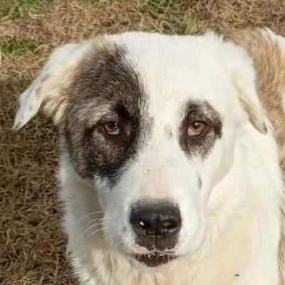 Angelo - absoluter Clown und Sonnenschein, gr. Schäferhund-Mischling Welpen - Rüde