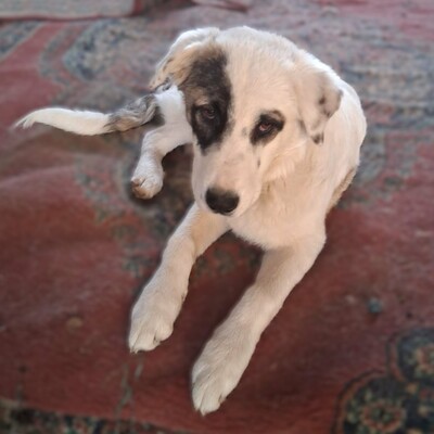 Angelo - absoluter Clown und Sonnenschein, gr. Schäferhund-Mischling Welpen - Rüde