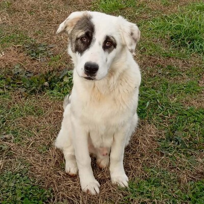 Angelo - absoluter Clown und Sonnenschein, gr. Schäferhund-Mischling Welpen - Rüde