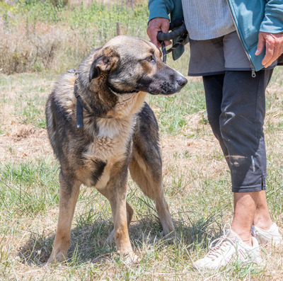 Angelo - ein sanfter Begleiter auf leisen Pfoten, Mischling - Rüde