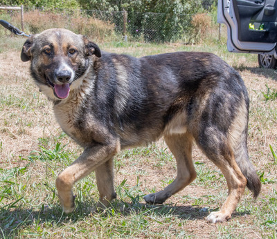 Angelo - ein sanfter Gefährde, Mischling - Rüde