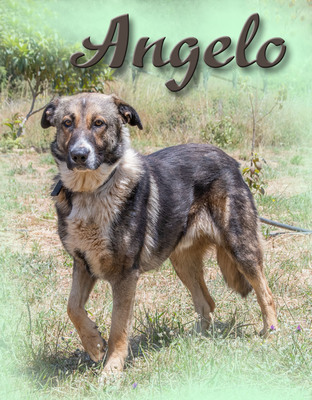 Angelo - ein sanfter Typ, Mischling - Rüde