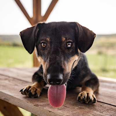 Angelo - menschenbezogen, verschmust, lebhaft, bewegungsfreudig, verspielt