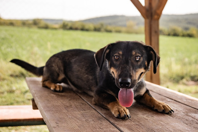 Angelo - menschenbezogen, verschmust, lebhaft, bewegungsfreudig, verspielt, Mischling (Video-Link vorhanden) - Rüde