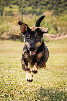 Angelo - menschenbezogen, verschmust, lebhaft, bewegungsfreudig, verspielt, Mischling (Video-Link vorhanden) - Rüde
