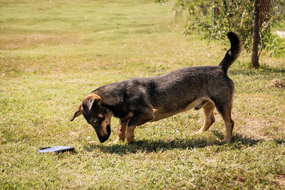 Angelo - menschenbezogen, verschmust, lebhaft, bewegungsfreudig, verspielt, Mischling (Video-Link vorhanden) - Rüde