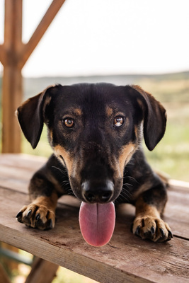 Angelo - menschenbezogen, verschmust, lebhaft, bewegungsfreudig, verspielt, Mischling (Video-Link vorhanden) - Rüde