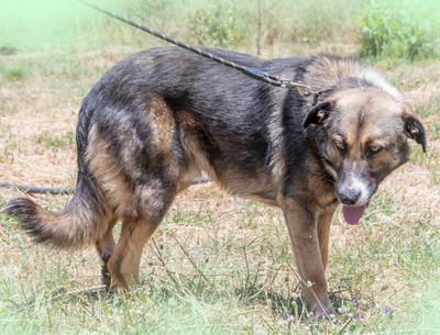 Angelo - sanfter Begleiter auf leisen Pfoten