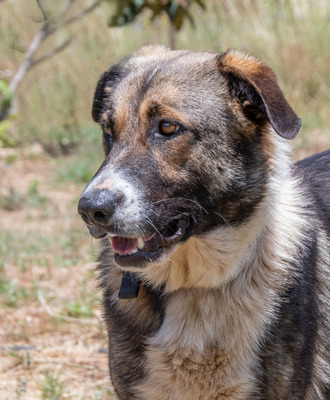 Angelo - sanfter Begleiter auf leisen Pfoten, Mischling - Rüde