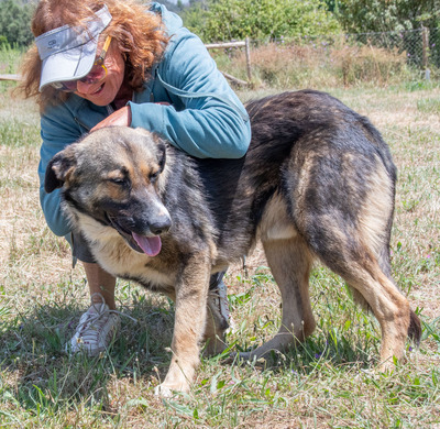 Angelo - sanfter Begleiter auf leisen Pfoten, Mischling - Rüde