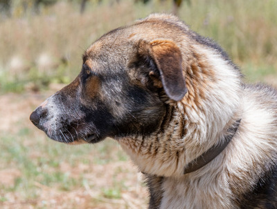 Angelo - sanfter Begleiter auf leisen Pfoten, Mischling - Rüde