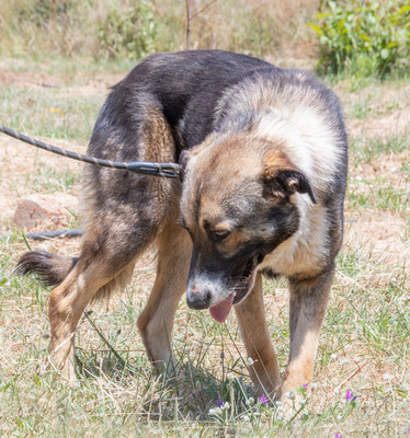 Angelo - sanfter Begleiter auf leisen Pfoten, Mischling - Rüde